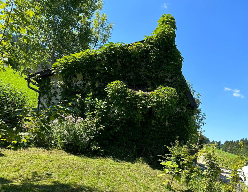 Gebäudebegrünung Gebäudebegrünung